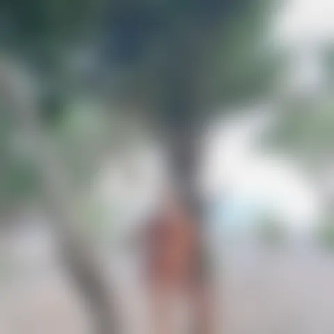A***************a