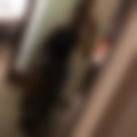 D****************t