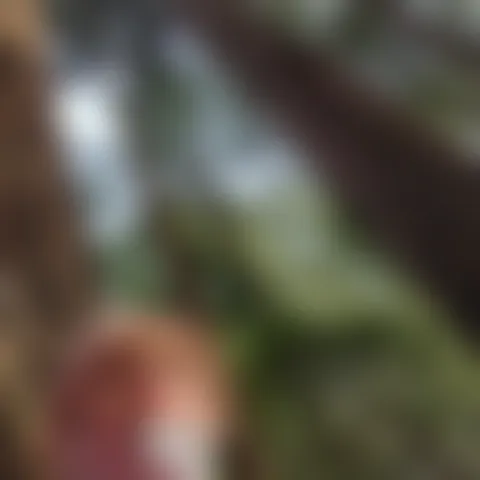 S********s