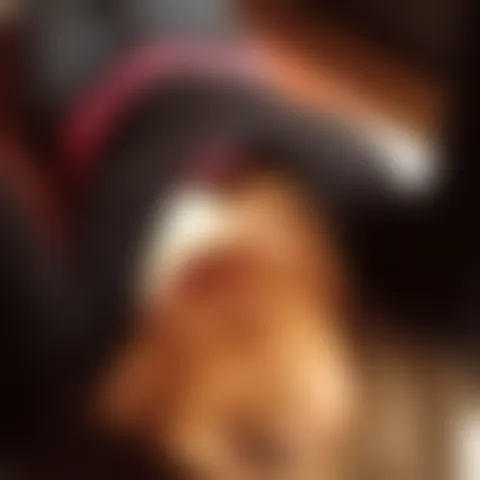 T*****a