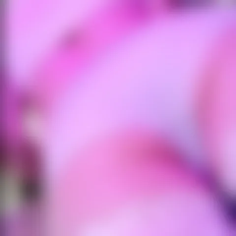 I***********a
