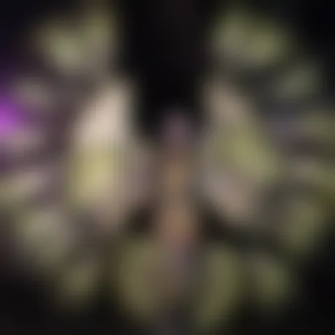 D****************d