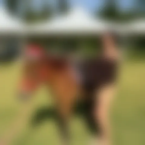 C*********i