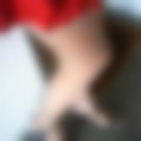 C****************s