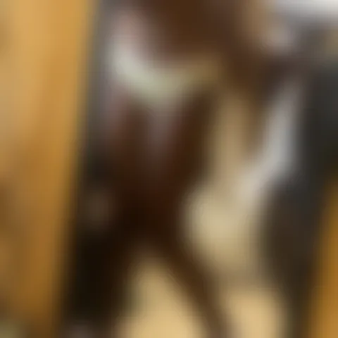 L******y